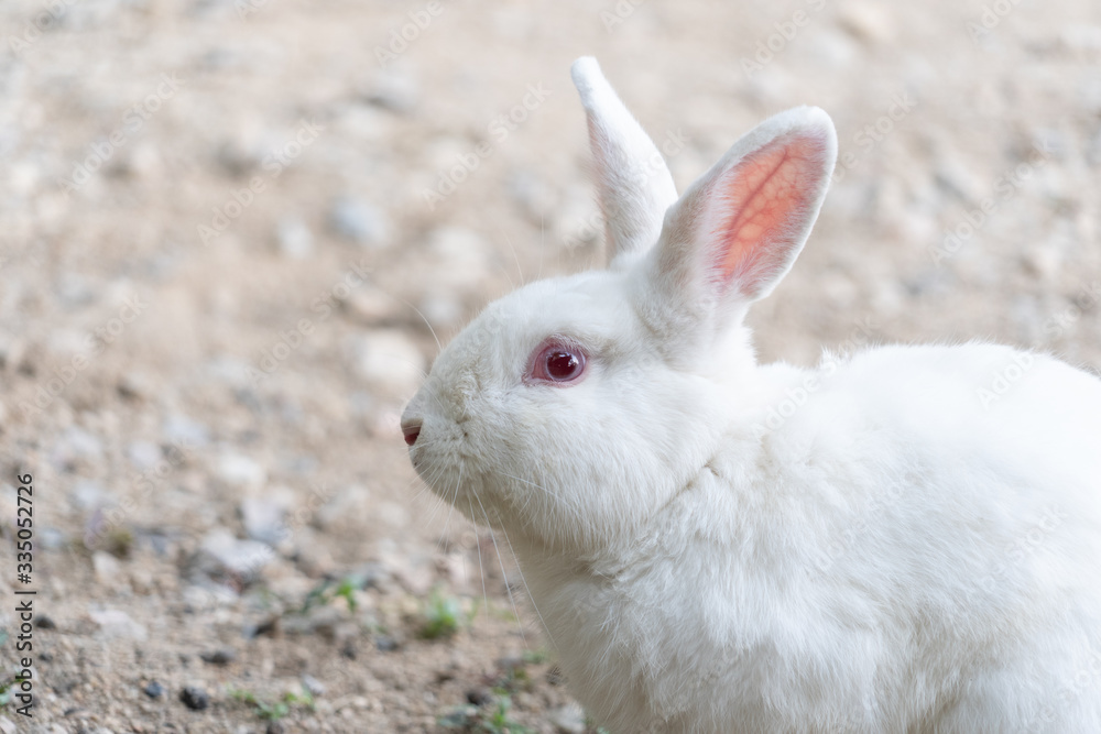White rabbit outdoors.Close up bunny rabbit in agriculture farm.Rabbits are small mammals in the family Leporidae White rabbit outdoors.Close up bunny rabbit in agriculture farm.Rabbits are small mammals in the family Leporidae