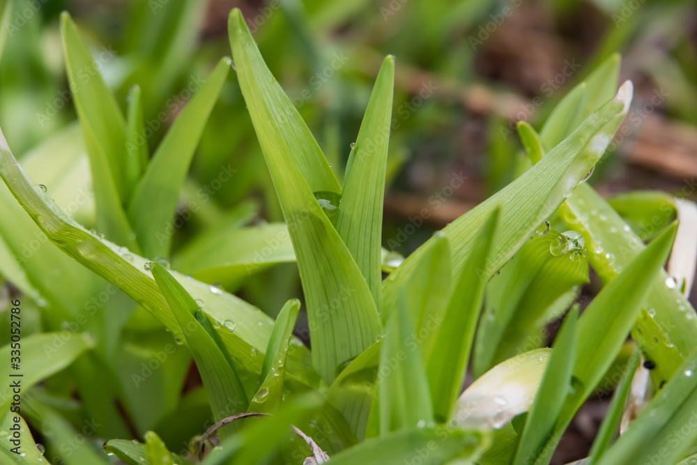 Rain on Daylily Leaves in Springtime