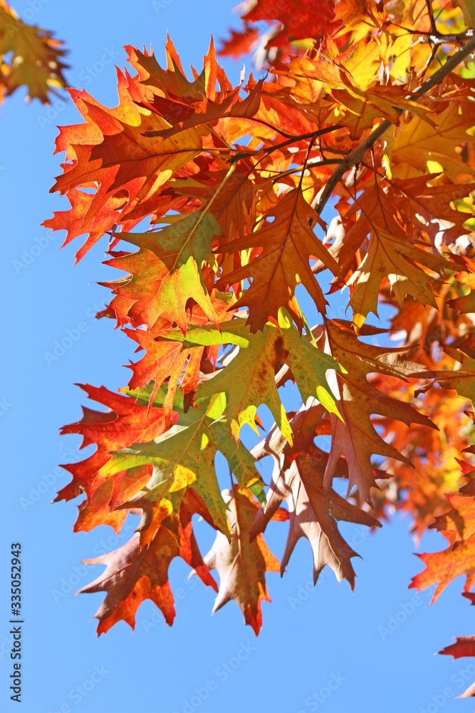 Obraz premium Autumn leaves against a blue sky 