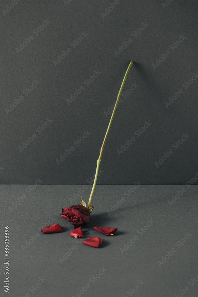 Creative composition with dry rose flower and petals. Pastel colors and
