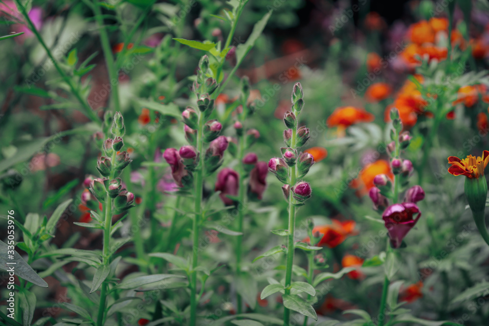 Antirrhinum majus is a species of flowering plant belonging to the genus Antirrhinum. The plant was placed in the family Plantaginaceae following a revision of its prior classical family.