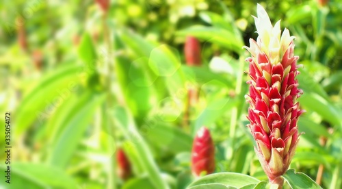 Close up of a red ginger flower with bright red petals photo