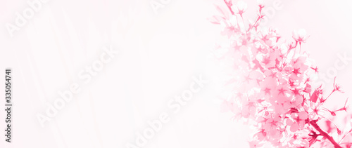 Spring border abstract blured background art with pink sakura or cherry blossom. Pink filter