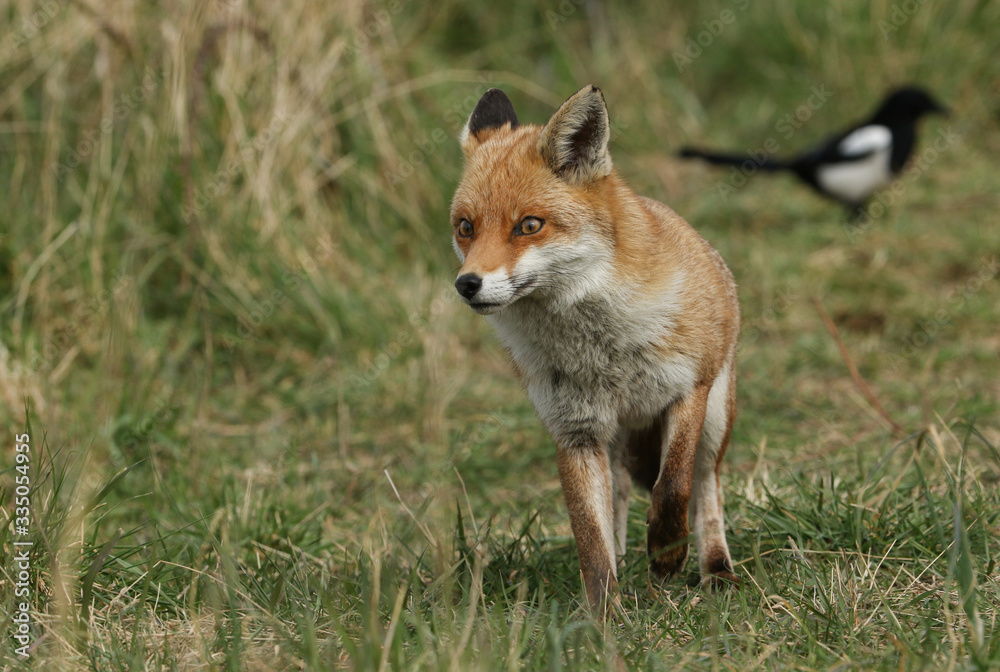 A beautiful female wild Red Fox, Vulpes vulpes, hunting in a meadow in spring.