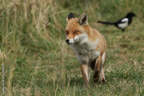 Obraz na płótnie A beautiful female wild Red Fox, Vulpes vulpes, hunting in a meadow in spring. w salonie