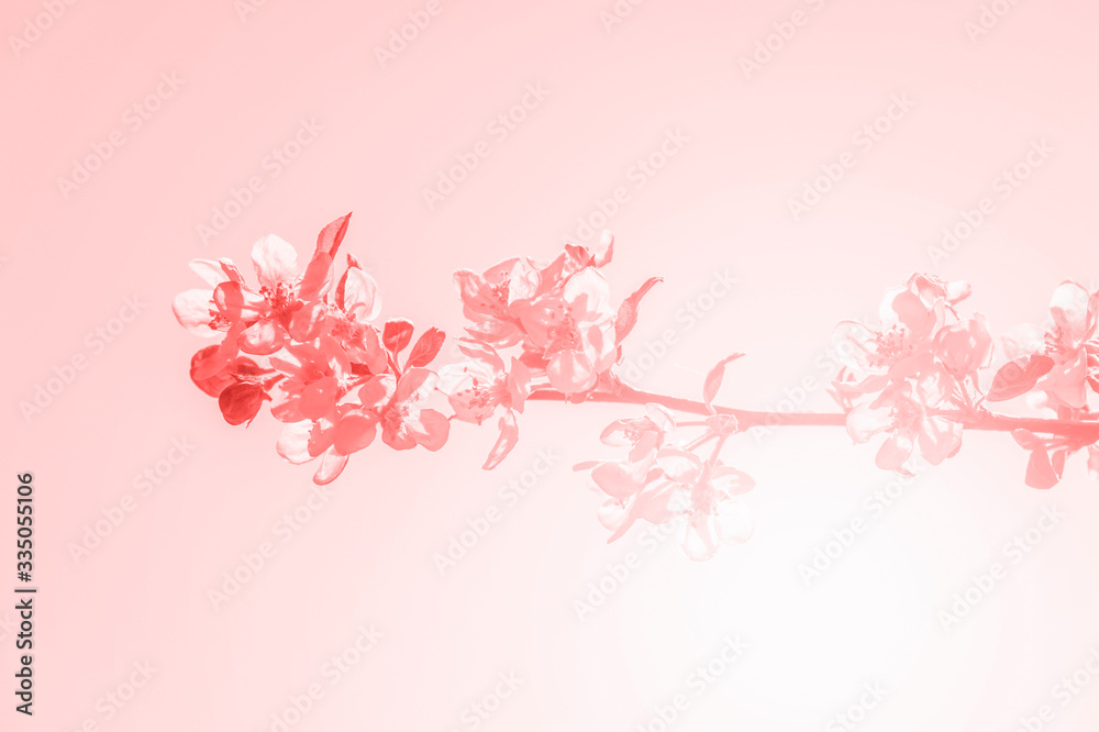 Spring border abstract blured background art with pink sakura or cherry blossom. Pink filter. Spring border abstract blured background art with pink sakura or cherry blossom. Pink filter.