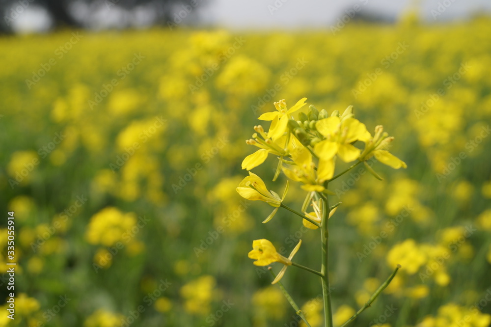Mustard field with bright yellow mustard flowers Mustard field with bright yellow mustard flowers