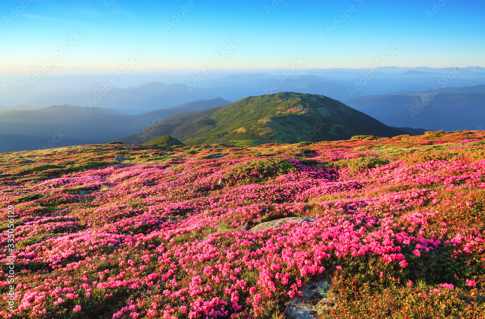 The lawns are covered by pink rhododendron flowers. The bushes of flowers on the mountain hill. Concept of nature rebirth. Summer scenery. Blue sky with cloud. Location Carpathian, Ukraine, Europe. The lawns are covered by pink rhododendron flowers. The bushes of flowers on the mountain hill. Concept of nature rebirth. Summer scenery. Blue sky with cloud. Location Carpathian, Ukraine, Europe.