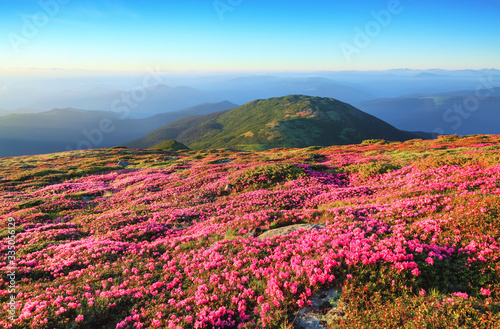 The lawns are covered by pink rhododendron flowers. The bushes of flowers on the mountain hill. Concept of nature rebirth. Summer scenery. Blue sky with cloud. Location Carpathian  Ukraine  Europe.