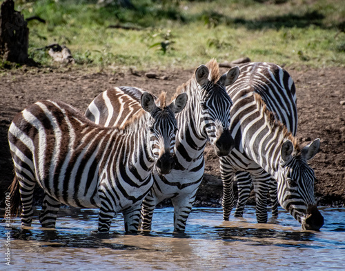 Zebra s drinking in the hot African sun