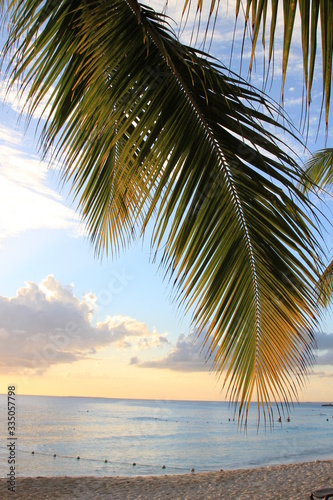 foglia di palma al tramonto © zamalby