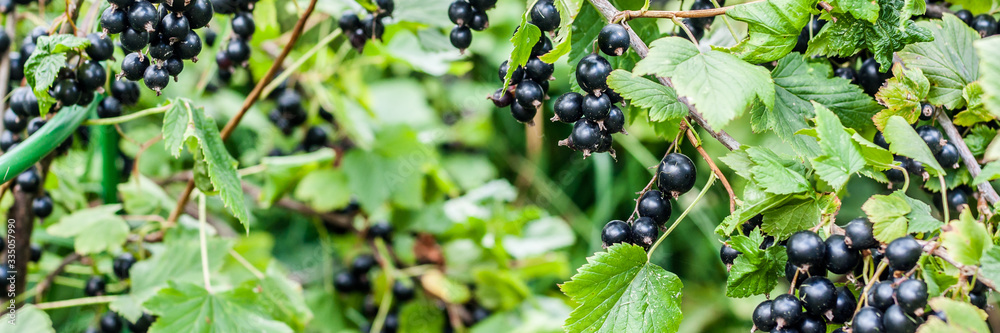 Blackcurrant Berries on a Branch Blackcurrant Berries on a Branch