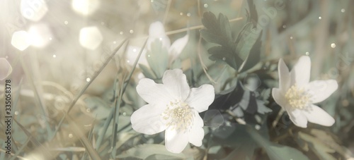 Flower meadow in spring - wood anemone in the sun with bokeh lights