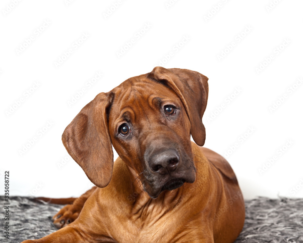 Dog breed Rhodesian ridgeback portrait on white background Dog breed Rhodesian ridgeback portrait on white background