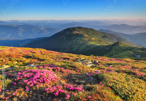 From the lawn covered with pink rhododendrons the picturesque view is opened to high mountains  valley  blue sky in summer time. Concept of nature rebirth. Location Carpathian  Ukraine  Europe.