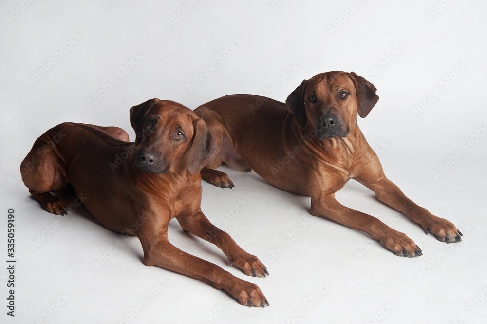 Two Rhodesian Ridgebacks isolated on a white background