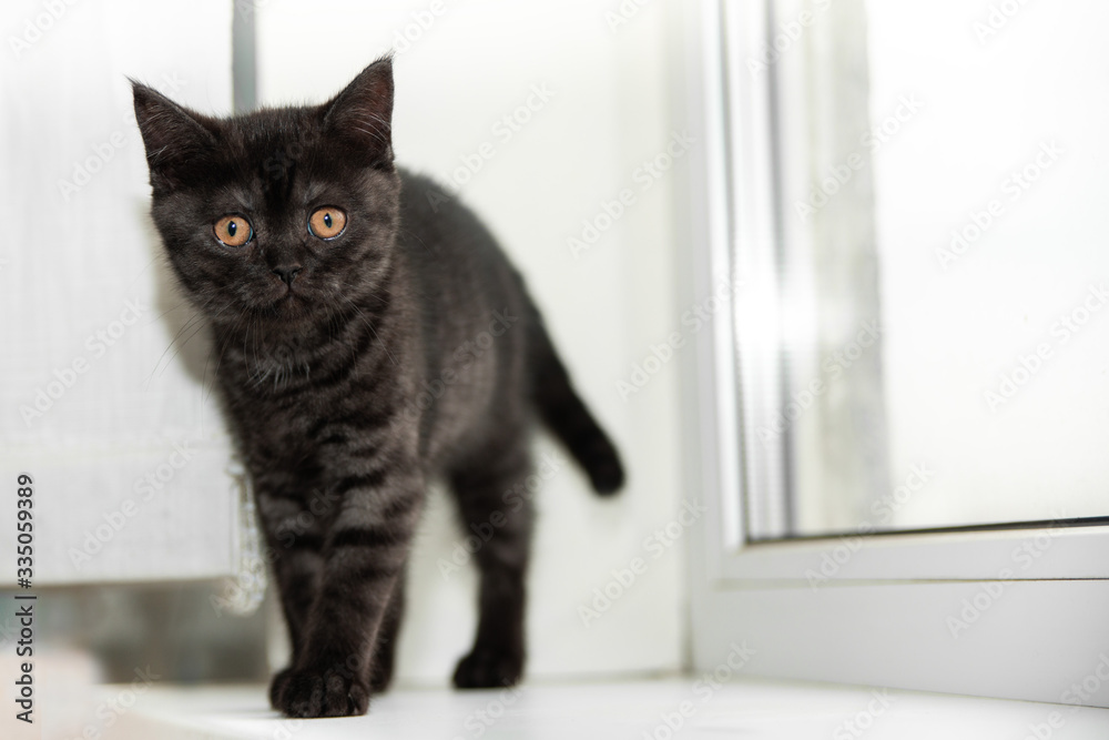 Brown Scottish little fluffy kitten stands near window and looking at the camera. Newborn kitten, portrait of cat. Cute cats concept