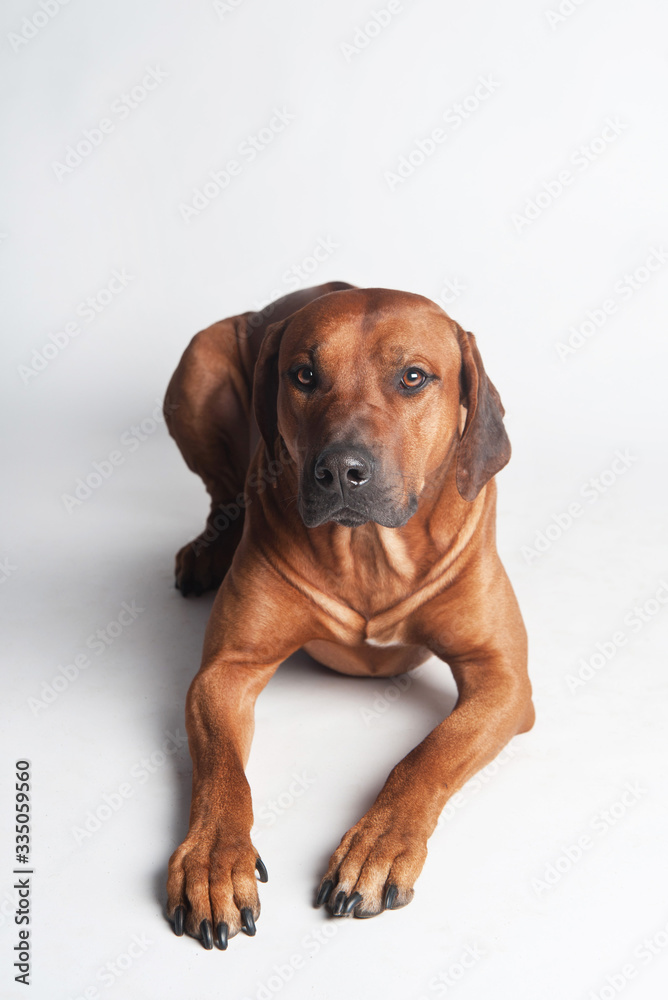 Rhodesian Ridgeback isolated on a white background Rhodesian Ridgeback isolated on a white background