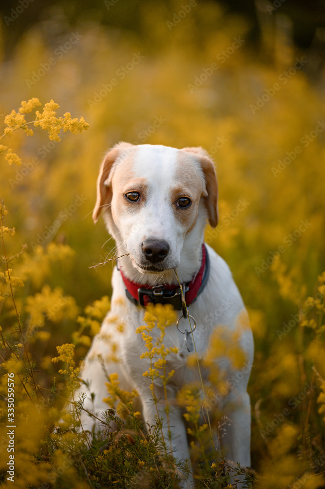 Beautiful healthy nice dog mixed breed collie in summer evening meadow. Sun in background, golden hour.
