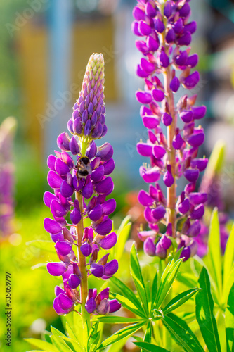 lupine flowers on a background of green in the rays of the sun