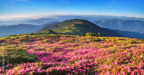 Fototapeta Naklejka Na Ścianę i Meble -  Panoramic view in lawn are covered by pink rhododendron flowers, blue sky and high mountain in summer time. Location Carpathian, Ukraine, Europe. Colorful background. Concept of nature revival.