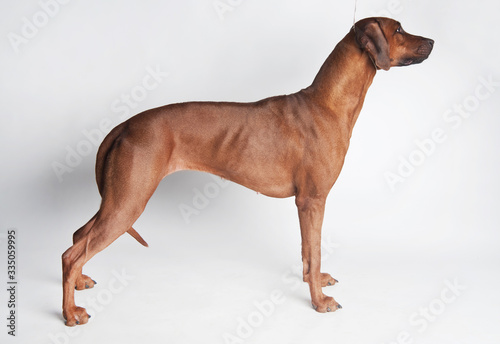 Rhodesian Ridgeback isolated on a white background