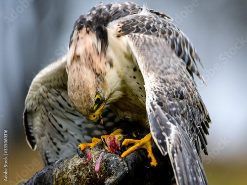 Falco biarmicus, Sokol, Raroh juzny, sokol tmavy,Lanner Falcon, Lannerfalke photo