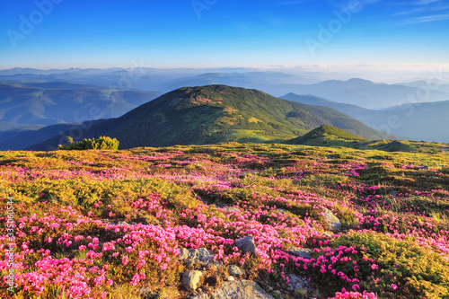The bushes of pink rhododendron flowers on the mountain hill. Concept of nature rebirth. Summer scenery. Blue sky with cloud. Location Carpathian, Ukraine, Europe. Wallpaper colorful background. © Vitalii_Mamchuk