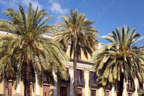 View of palm trees and historical, traditional, old buildings at famous city square called "Placa Reial" in Barcelona. It is a sunny summer day.