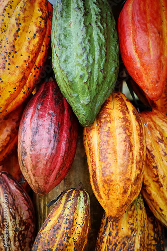 Ripe multicolored cocoa fruits.