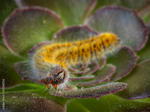 Caterpillar in its natural environment. Macro photography.
