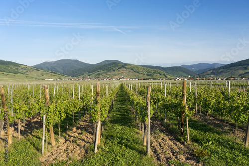 Vineyards and villages along the Wine Route Alsace. Haut-Rhin, France