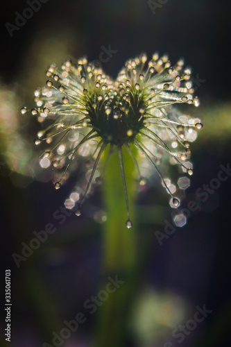 close up of sundew drosera