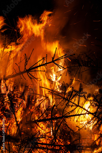 Fir trees burning in a fire