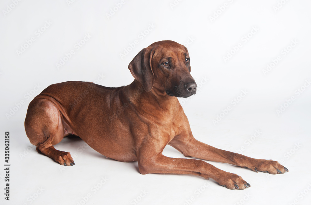 Rhodesian Ridgeback isolated on a white background Rhodesian Ridgeback isolated on a white background