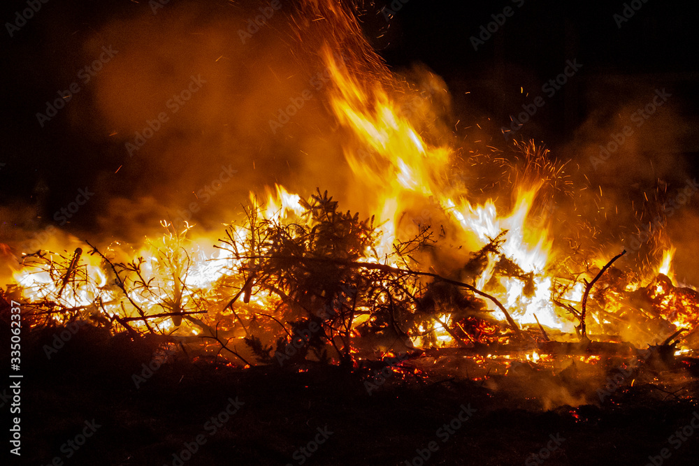 Fir trees burning in a fire Fir trees burning in a fire