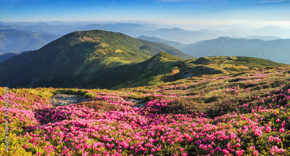 Beautiful photo of mountain landscape. The lawns are covered by pink rhododendron flowers. Concept of nature rebirth. Summer scenery. Blue sky with cloud. Location Carpathian, Ukraine, Europe. Beautiful photo of mountain landscape. The lawns are covered by pink rhododendron flowers. Concept of nature rebirth. Summer scenery. Blue sky with cloud. Location Carpathian, Ukraine, Europe.