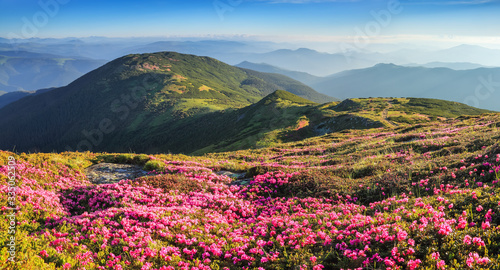 Beautiful photo of mountain landscape. The lawns are covered by pink rhododendron flowers. Concept of nature rebirth. Summer scenery. Blue sky with cloud. Location Carpathian  Ukraine  Europe.