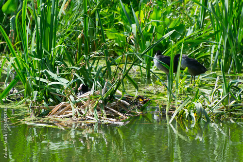 Coot s nest on the city pond