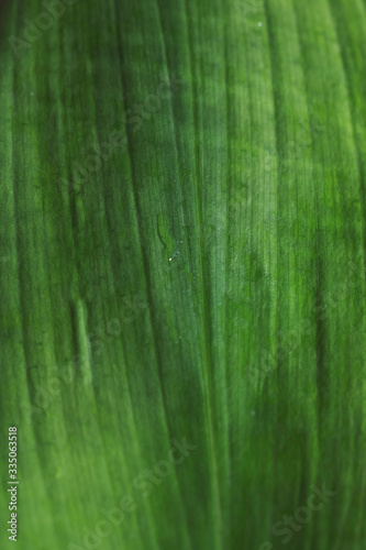 Wet leaf of a tropical plant close-up. Background in shades of green. The texture of plants.