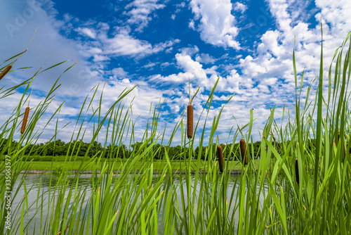 Fotografie Bulrush, cattails and reeds at pond in green beautiful park
