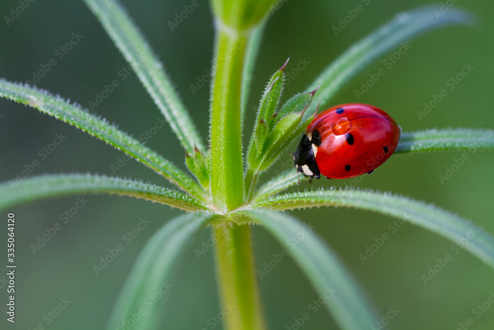 Obraz premium ladybug on green leaf