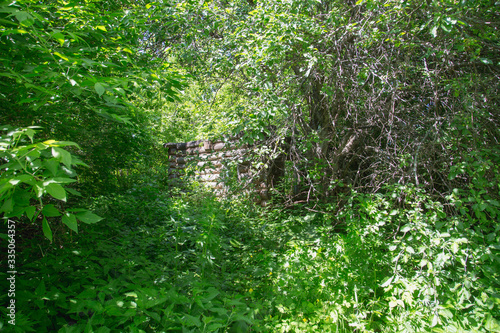 abandoned house in a village in the thickets of bushes and trees