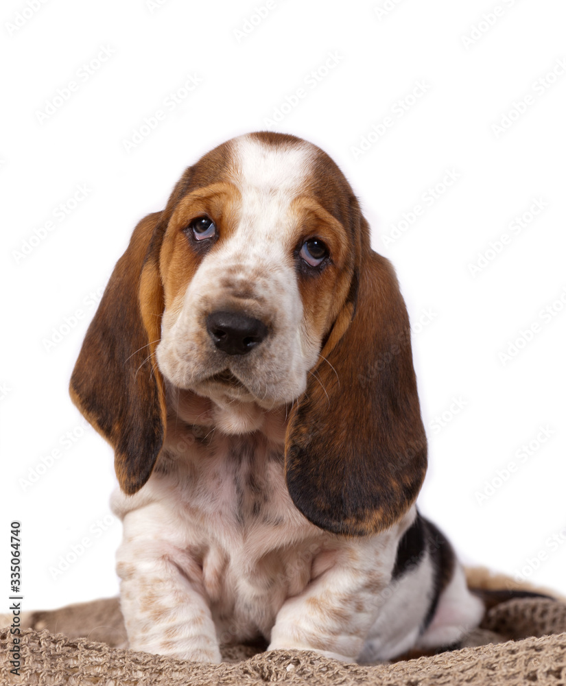 Basset hound puppy sits on knitted handmade rug isolated on white