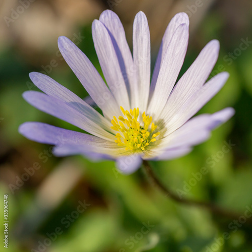 Beautiful blue flower in spring forest  anemone blanda  Bulgaria selective focus