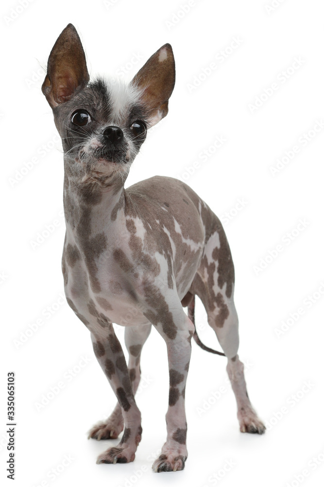 funny dog on a white background. A mixture of Chinese crested. Cool pet