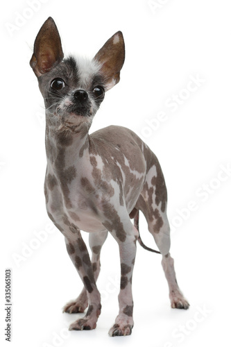 funny dog on a white background. A mixture of Chinese crested. Cool pet © annaav