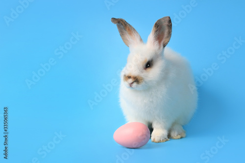 Happy white bunny rabbit with painted pink Easter egg on blue background. Celebrate Easter holiday and spring coming concept. © Stella