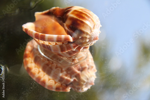 Spiral ribbed harp ocean predatory snail shell photo