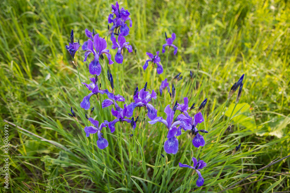 wild flowers irises on a blurred green grass background wild flowers irises on a blurred green grass background
